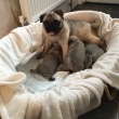 Adorable Pug Puppies For Sale